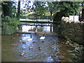 River Windrush at Birdland, Bourton-on-the-Water