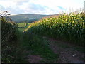 Maize field and view