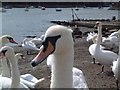 Swans At South Woodham Ferrers