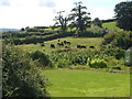 Cattle grazing at Ennaton