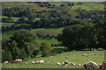 Sheep grazing near Knocklayd