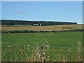 Buchan Line, view to Middlemuir Farm