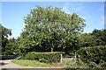 Templeton: Ash tree at Gibbett Moor Cross