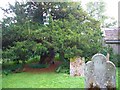 NY7863 : The Ancient Yew by Bill Cresswell