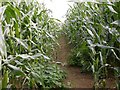 Footpath through Maize