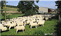 Sheep pen at Synton Parkhead Farm