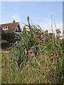 Flowers on Walmer beach