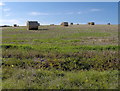 Straw bales near Marridge Cross