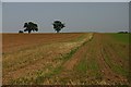 TL9068 : Field at Ashmore Farm by Bob Jones