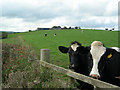 Dairy cattle at Attiquin