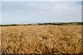 C9643 : Barley near Ballymoy by Bob Embleton