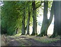 Beeches beside Collier