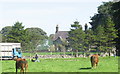 Collecting Cattle from Tyddyn Dafydd, Groeslon