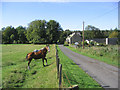 Horses at Hunthill Farm