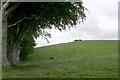D0332 : Site of Carnrig Fort by Bob Embleton