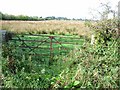 Damp pasture, near Kirkcambeck