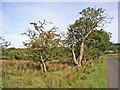 Roadside trees