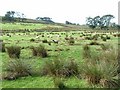 Damp pasture near Allensteads