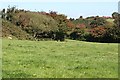 Lush Grassland