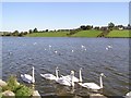 Swans at Ballysaggart Lough