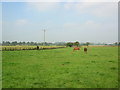 Horses at Providence Farm