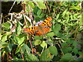 Comma at Andrews Wood