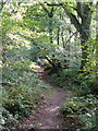 Path through Andrews Wood Nature Reserve