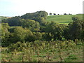 Beer Wood from footpath near Stanton