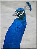 NS9675 : Peacock by Callum Black