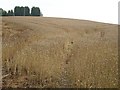 Wheat field, Branshill