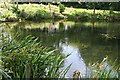 Pond by the Picnic Area