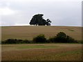 Tree and fields above Wherwell