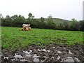 Tullybleety Townland