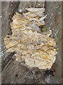 SJ1254 : One for the mushroom identifiers by Eirian Evans