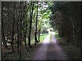 Woodland track in Snaizeholme