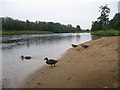 Water off a ducks back