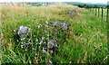 Harebells on Old Wall, Near Lower Lackgie