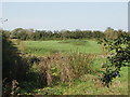 Pasture near Ickford