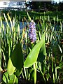 Pickerel weed (Pontederia cordata)