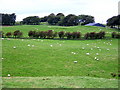 Fields of Sheep near Dodside