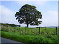 NZ2149 : Tree near Wheatley Green farm near West Edmondsley by P Glenwright