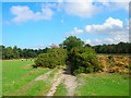 Bridleway through West Sussex Golf Course