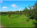 Orchard near Fields Farm