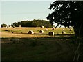 A meadow of hay, southeast of Mount Bures, Essex