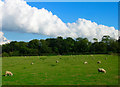 Afternoon Grazing near Poultry Farm