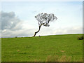 NS5351 : Lonely Tree by Iain Thompson