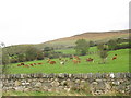 Cattle at Blaen Cae Uchaf Farm