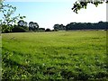 Meadow near Throwley Forstal