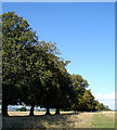 Line of trees along the footpath in Whitcliff Park