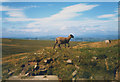 SE0332 : Posing sheep, Nab Moor by Stephen Craven